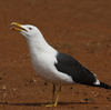 1cy fuscus in August, ringed in Finland. (81365 bytes)